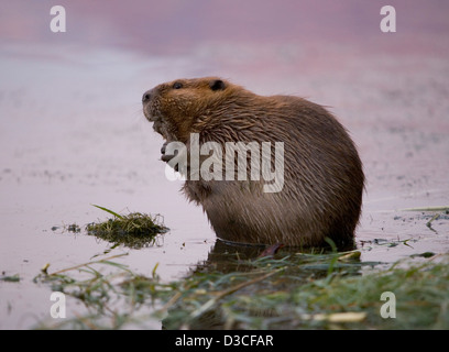 North American beaver nel fiume Colorado in Arizona, Stati Uniti d'America Foto Stock