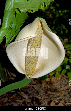 Frutti di grandi dimensioni e la circostante spathe bianco di monstera deliciosa - una insalata di frutta tropicale pianta - contro uno sfondo scuro Foto Stock