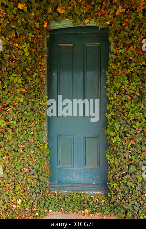 Vecchio Blu / verniciato di verde porta in legno completamente incorniciato e circondato da edera che nasconde le pareti di un vecchio cottage Foto Stock