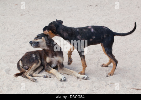 Villaggio domestico "Bush" Cani (Canis lupus familiaris). Semi-feral ben cresciute cuccioli a giocare. Coperte di lesioni della pelle. Foto Stock