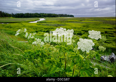 Mucca Pastinaca (Heracleum lanatum, prezzemolo, Apiaceae) e erbe palustri vicino alla baia di beluga e Homer Spit, Omero, Alaska, STATI UNITI D'AMERICA Foto Stock