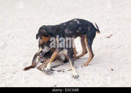 Villaggio domestico "Bush" Cani (Canis lupus familiaris). Semi-feral ben cresciute cuccioli a giocare. Coperte di lesioni della pelle. Foto Stock