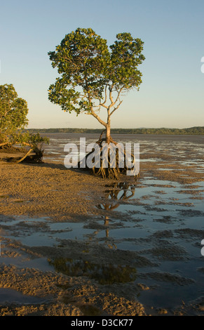 Alberi di mangrovie con radici esposte e poco profonde pozze di acqua a bassa marea nelle zone costiere estuario a Inskip Punto vicino a Rainbow Beach Foto Stock