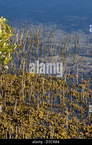 Giovane mangrove tree germinazione in fango e acqua poco profonda della costiera estuario in NSW Australia Foto Stock