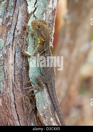 I capretti acqua orientale dragon lucertola sul tronco di albero nel selvaggio in Australia Foto Stock