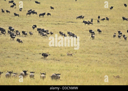 Ghepardo caccia un gnu mentre il resto del branco si affaccia su, nel Masai Mara in Kenya, Africa Foto Stock