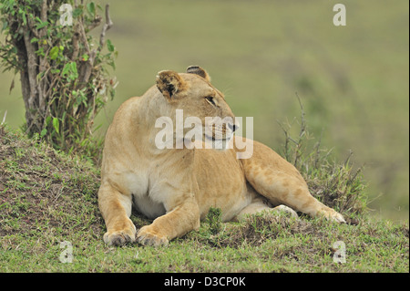 La palude di orgoglio dei leoni nel Masai Mara, Kenya, Africa Foto Stock
