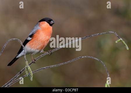 Bullfinch, maschio, su ghiacciata artificiale ramo Ontano Foto Stock