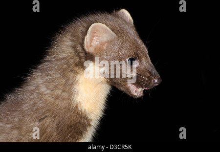 Martora di notte sul vecchio decadendo ceppo di albero , costa ovest della Scozia ,a ardnamurchan peninsular Foto Stock