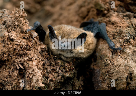 Pipistrelle comune bat,pipistrellus pipistrellus,Cairngorms National Park,highlands,Scozia Scotland Foto Stock