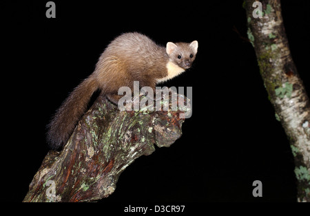 Martora di notte sul vecchio decadendo ceppo di albero , costa ovest della Scozia ,a ardnamurchan peninsular Foto Stock