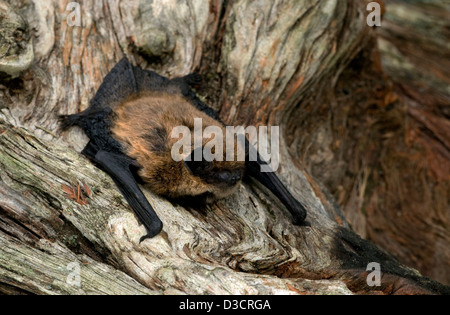 Pipistrelle comune bat,pipistrellus pipistrellus,Cairngorms National Park,highlands,Scozia Scotland Foto Stock