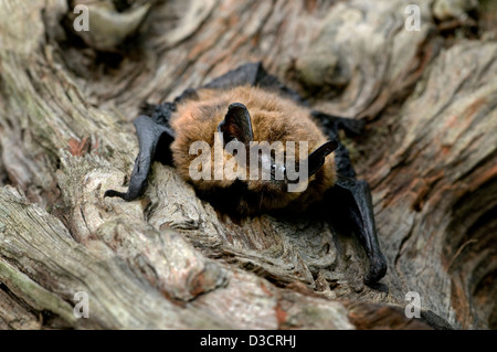 Pipistrelle comune bat,pipistrellus pipistrellus,Cairngorms National Park,highlands,Scozia Scotland Foto Stock