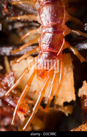 Vista ravvicinata di una pietra centipede sul terreno. Foto Stock