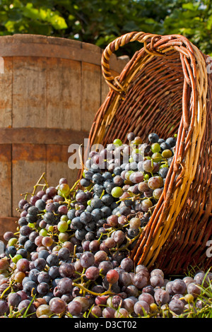 Appena raccolto di uve da vino la fuoriuscita del cesto in vimini con un barile vecchio sfondo Foto Stock