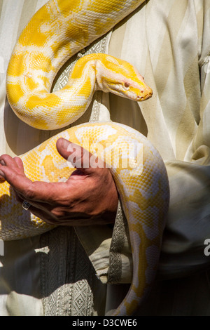 Vista ravvicinata di un bel giallo python snake di essere manovrato da un uomo. Foto Stock