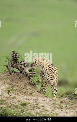 Tre ghepardi (tre fratelli) segnando il loro territorio nelle praterie del Masai Mara in Kenya, Africa Foto Stock