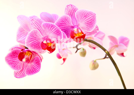 Bella rosa striato di fiori di orchidea Foto Stock