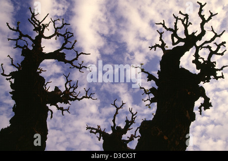 Crescita vecchio tronco a forte spessore alberi sfrondato in Croazia Foto Stock