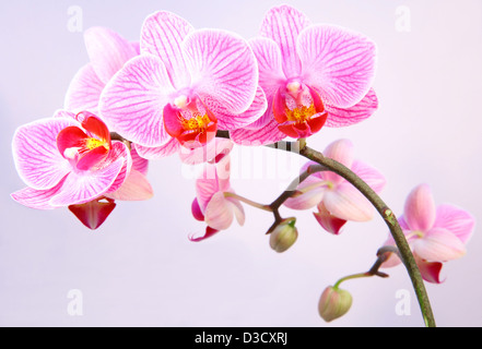 Rosa striato di fiori di orchidea Foto Stock