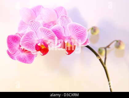 Rosa striato di orchidee e fiori ombra su sfondo bianco Foto Stock