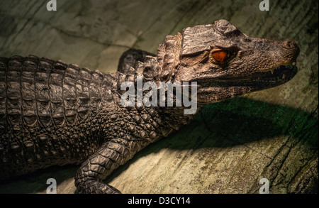 Caimano a prendere il sole sotto una luce calda nel giardino zoologico Foto Stock