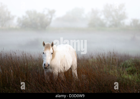 Cavalli Camargue in piedi nel prato con nebbia di mattina. Foto Stock