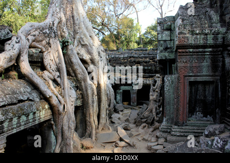 Ta Prohm tempio, Siem Reap, Cambogia Foto Stock