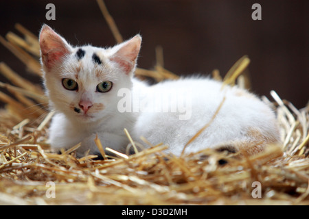 Il vecchio campo, Germania, giovane gatto domestico è nella paglia Foto Stock