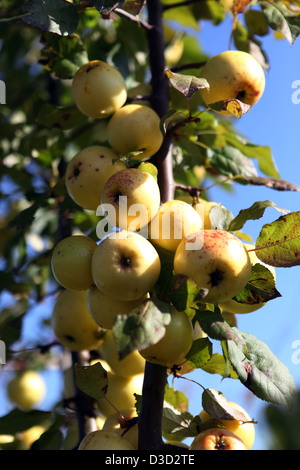 Villaggio splendente, Germania, mele appeso a un ramo di albero Foto Stock