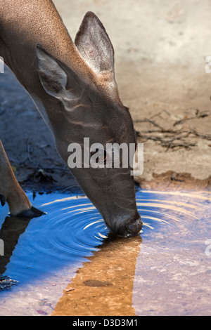 Un'immagine ravvicinata di un giovane White Tailed Deer (Odocoileus virginianus) bere da una piccola piscina di acqua. Foto Stock