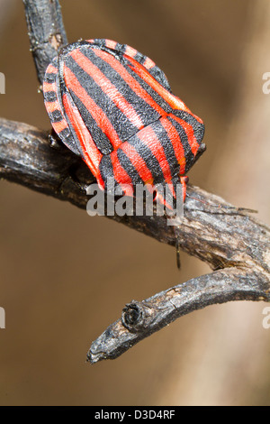 Chiudere la vista dettaglio di un Graphosoma lineatum bug su un fiore. Foto Stock