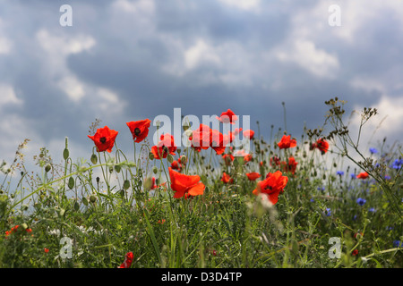 Nuovo Kätwin, Germania, papaveri e cornflowers in un campo Foto Stock