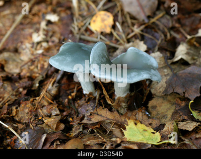 Tappo di anice, imbuto di anice o blu-verde, Clitocybe Clitocybe odora, Tricholomataceae Foto Stock