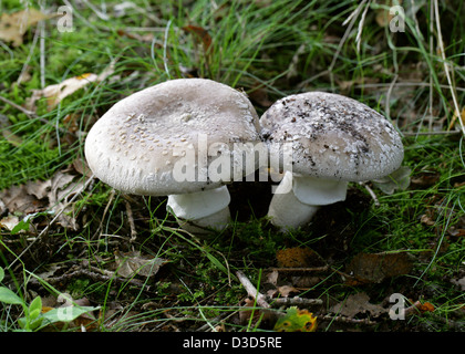 Grigio maculato, Amanita Amanita excelsa var. spissa, Amanitaceae. Fungo. Foto Stock