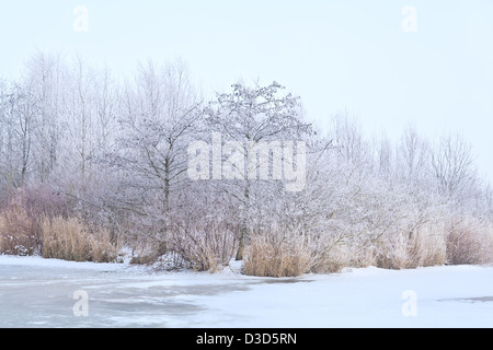 frost on trees during misty winter day Foto Stock