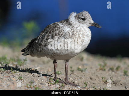 Anello di gabbiano fatturati i capretti crogiolarsi nella primavera sun Foto Stock