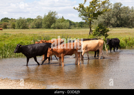 Mucche camminando attraverso il fiume Stour a Sudbury, Suffolk. Foto Stock