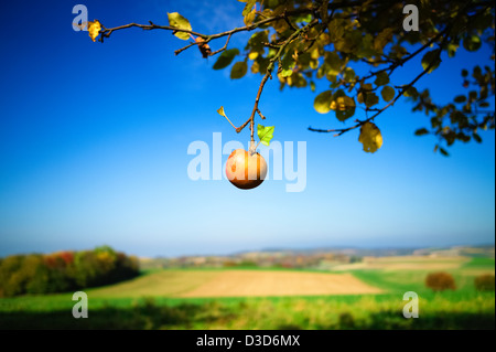 Apple solitaria Weingarten Baden-Wuerttemberg Germania Foto Stock