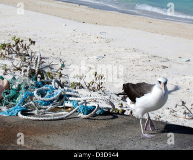 Laysan Albatross (Phoebastria immutabilis) su un'isola del Pacifico settentrionale, passeggiando tra i detriti marini lavati a terra e raccolti per lo smaltimento Foto Stock