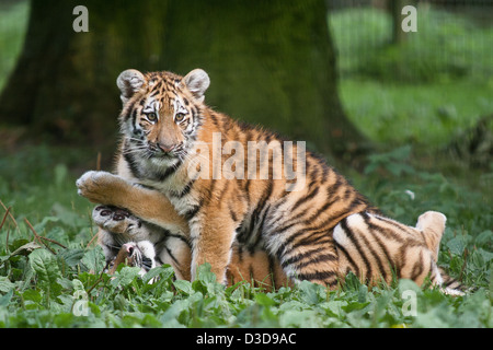 Captive di Amur tigri nel Kent, Regno Unito Foto Stock