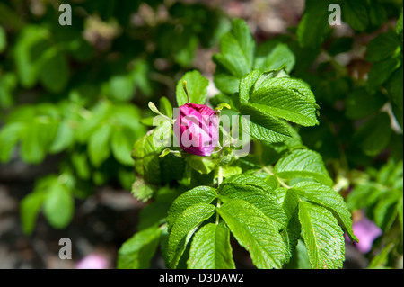 Stropicciata rosa (Rosa Rugosa) Foto Stock