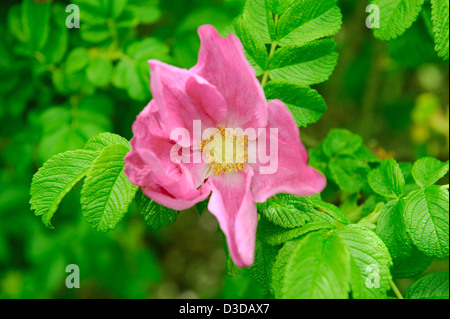 Stropicciata rosa (Rosa Rugosa) close up Foto Stock