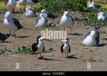 Nero (Skimmer Rynchops niger) maschio (maggiore bill) & femmina su Santa Barbara Beach, California, Stati Uniti d'America in luglio Foto Stock