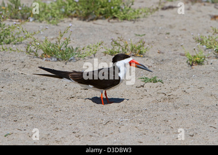 Nero (Skimmer Rynchops niger) su Santa Barbara Beach, California, Stati Uniti d'America in luglio Foto Stock