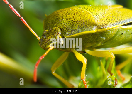 Vista ravvicinata di un colorato verde stink bug (Nezara viridula). Foto Stock