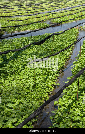 Righe di organico wasabi rafano piante che crescono in fresco fiume di montagna acqua a Daio Wasabi Nojo farm in Hotaka, Nagano. Foto Stock