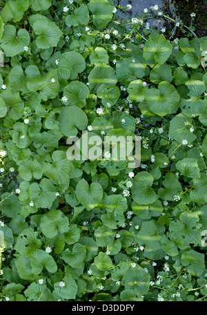 Wasabi organico rafano piante che crescono in fresco fiume di montagna acqua a Daio Wasabi Nojo farm in Hotaka, Nagano. Foto Stock