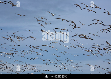 WA08099-00...WASHINGTON - Grande Stormo di oche delle nevi volare al di sopra di un campo su la Fir sezione di isola di Skagit Area faunistica. Foto Stock