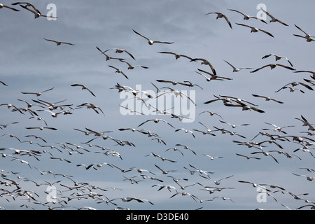 WA08099-00...WASHINGTON - Grande Stormo di oche delle nevi volare al di sopra di un campo su la Fir sezione di isola di Skagit Area faunistica. Foto Stock